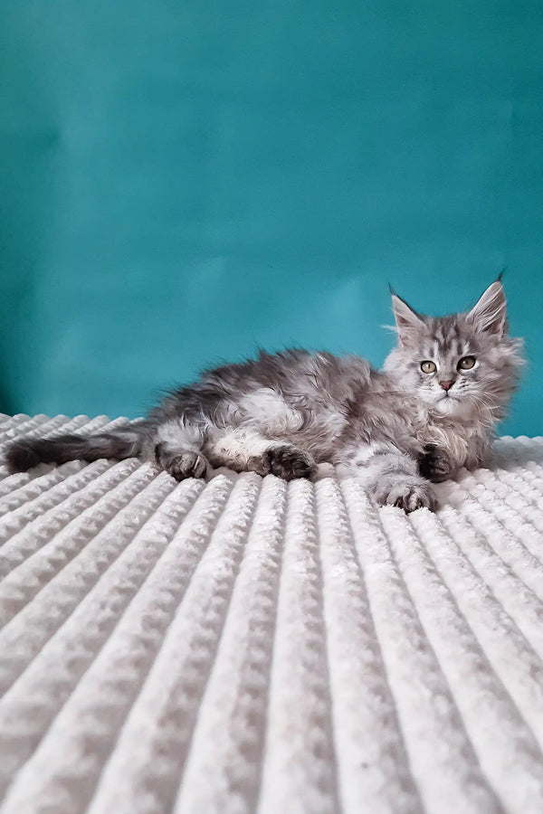 Gray tabby kitten lounging in the cozy Roberto Maine Coon Kitten product