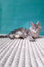 Gray tabby kitten from the Roberto Maine Coon Kitten collection, super cute and playful