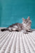 Gray tabby kitten playing with Roberto, adorable Maine Coon kit ready for a new home