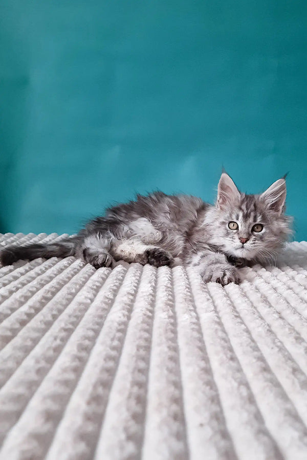 Cute Gray Tabby Kitten named Roberto from the Maine Coon breed
