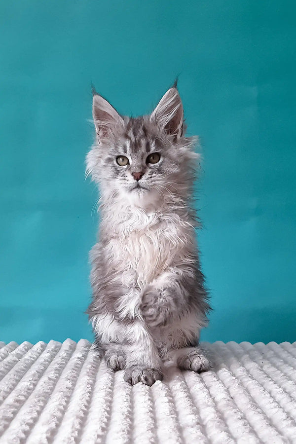 Gray and white Maine Coon kitten named Roberto looking adorable and playful