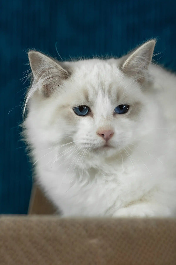 Robin | ragdoll kitten