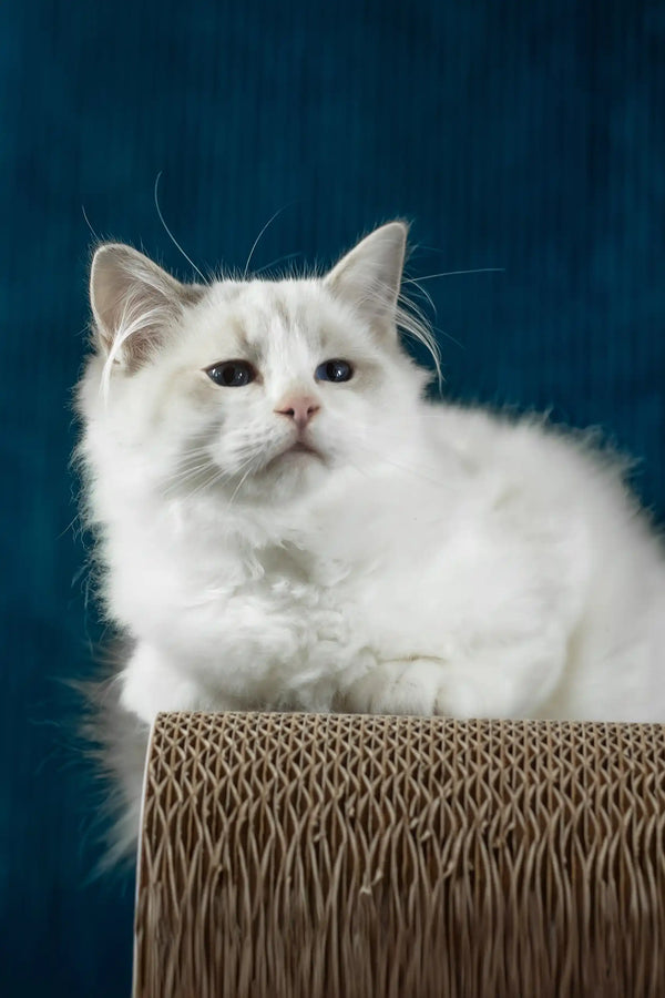Robin | ragdoll kitten