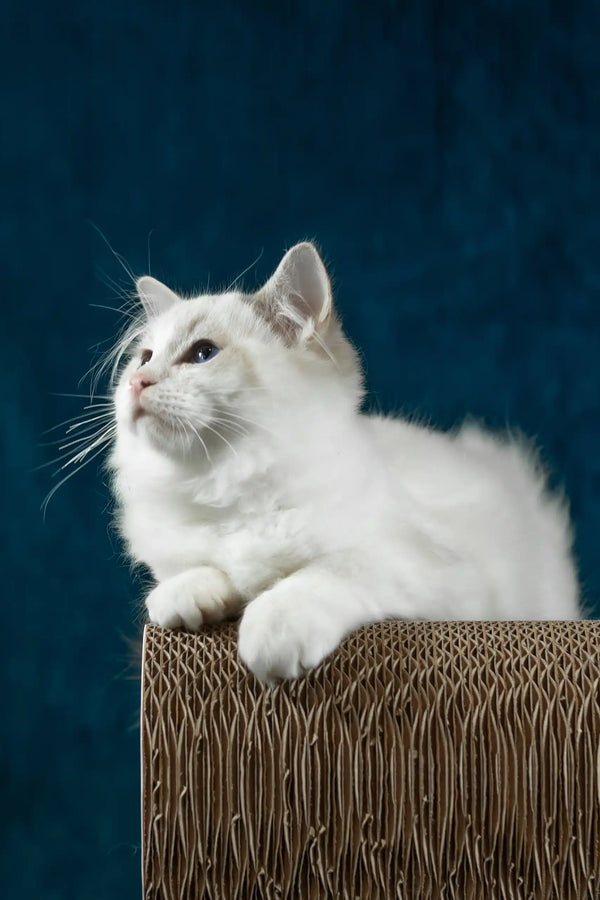 Robin | ragdoll kitten