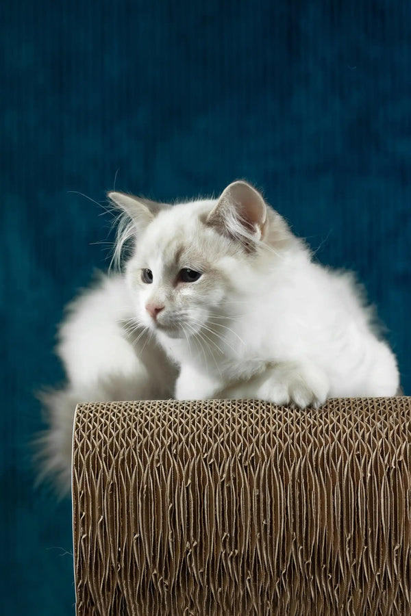Robin | ragdoll kitten