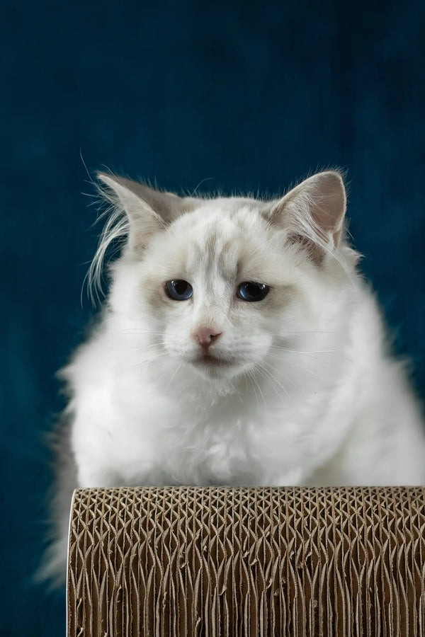 Robin | ragdoll kitten