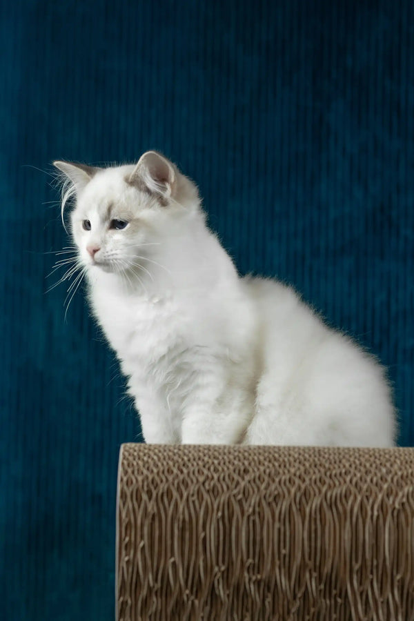 Robin | ragdoll kitten