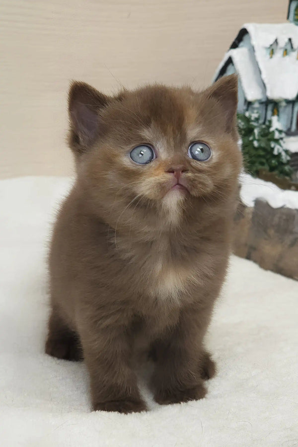 Cute Brown Kitten with Blue Eyes from Robusta British Shorthair Kitten line