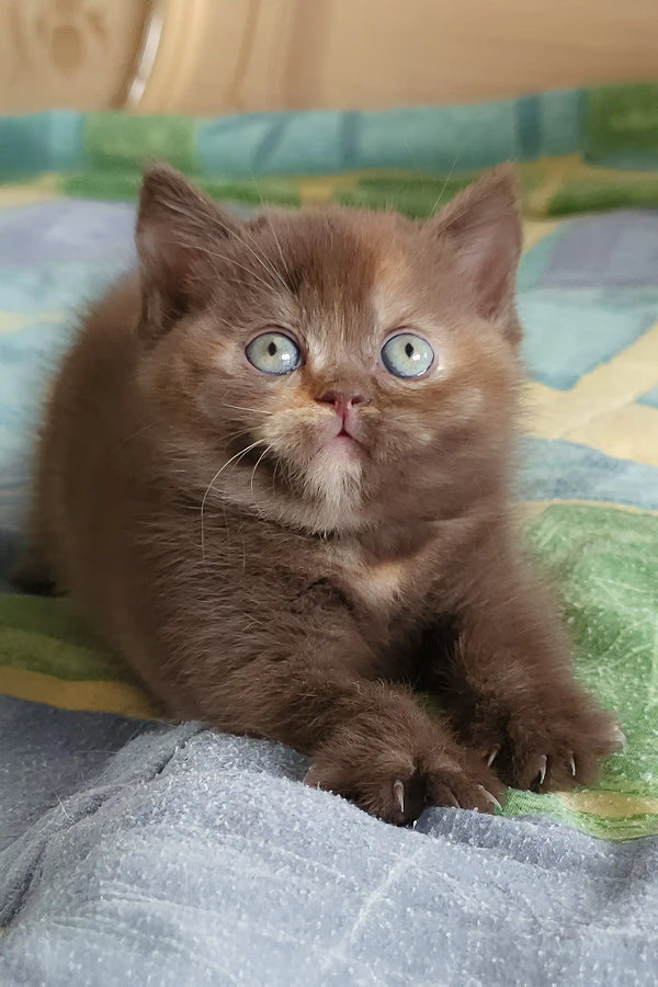 Brown British Shorthair kitten named Robusta with stunning blue eyes