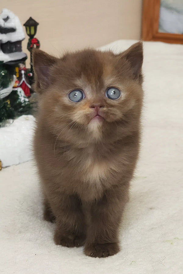 Brown British Shorthair kitten with blue eyes named Robusta looking super cute