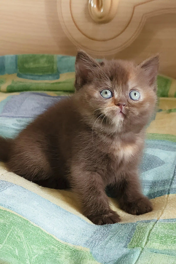 Cute chocolate-colored British Shorthair kitten named Robusta with stunning blue eyes
