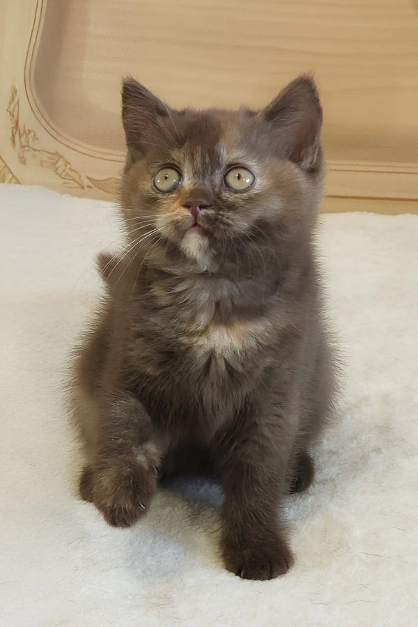 Gray kitten with wide eyes from the Robusta British Shorthair Kitten product