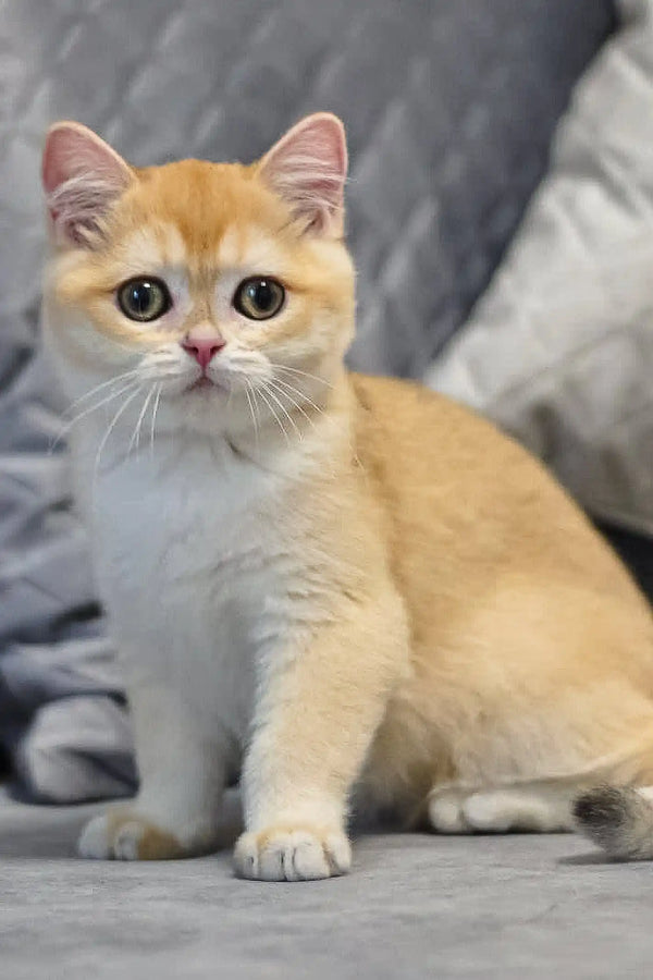 Golden British Shorthair kitten named Rocco, perfect playful pet for cat lovers