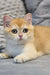 Golden-and-white British Shorthair kitten Rocco with wide, curious eyes