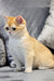 Cute Golden and White Kitten from Rocco British Shorthair collection