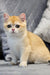 Golden and white kitten Rocco, a charming British Shorthair, looking adorable