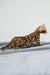 Rocky | bengal kitten