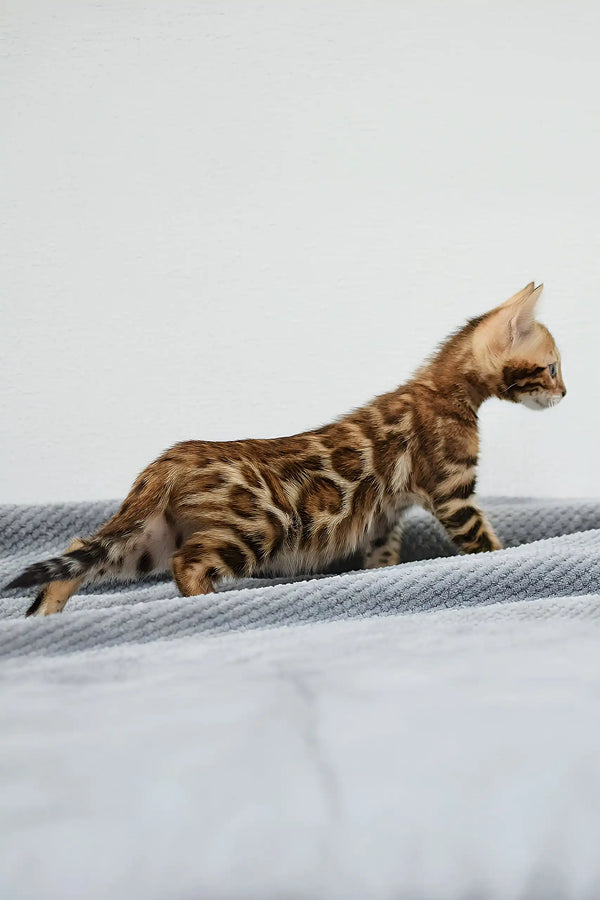Rocky | bengal kitten