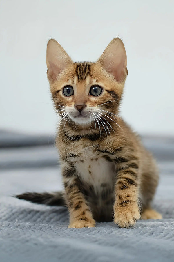 Rocky | bengal kitten