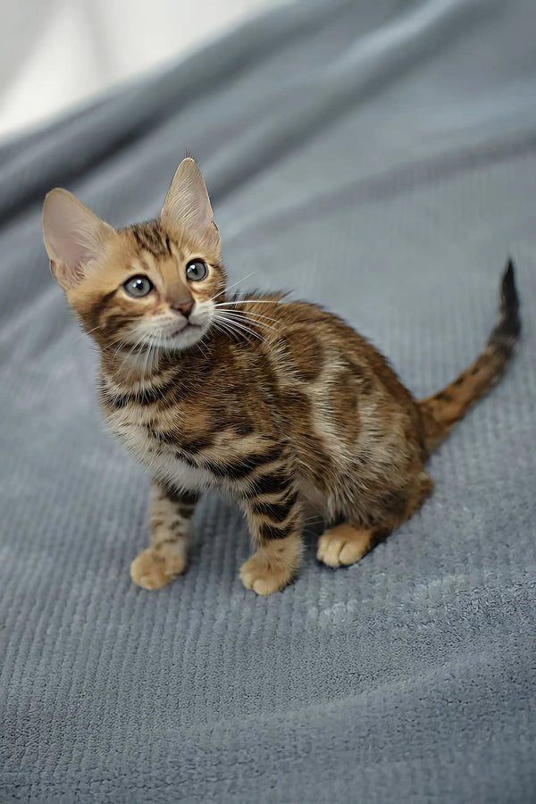 Rocky | bengal kitten