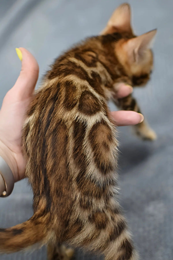 Rocky | bengal kitten