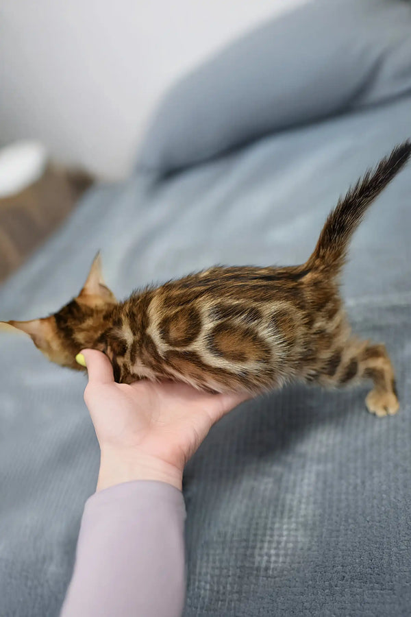 Rocky | bengal kitten