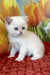 Rocky | scottish straight kitten
