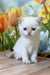 Rocky | scottish straight kitten