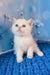 Rocky | scottish straight kitten