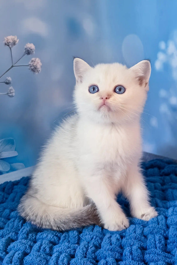 Rocky | scottish straight kitten
