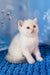 Rocky | scottish straight kitten
