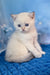 Rocky | scottish straight kitten