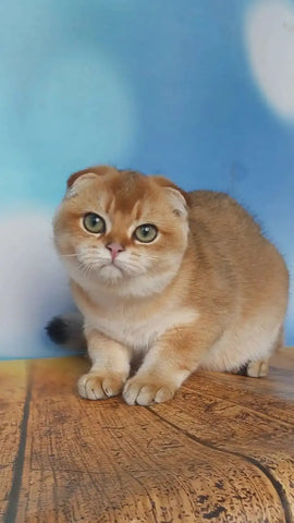 Scottish Fold Cat Health Issues