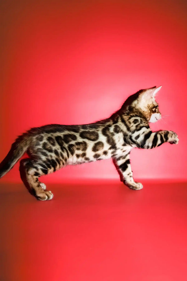 Roki | bengal kitten