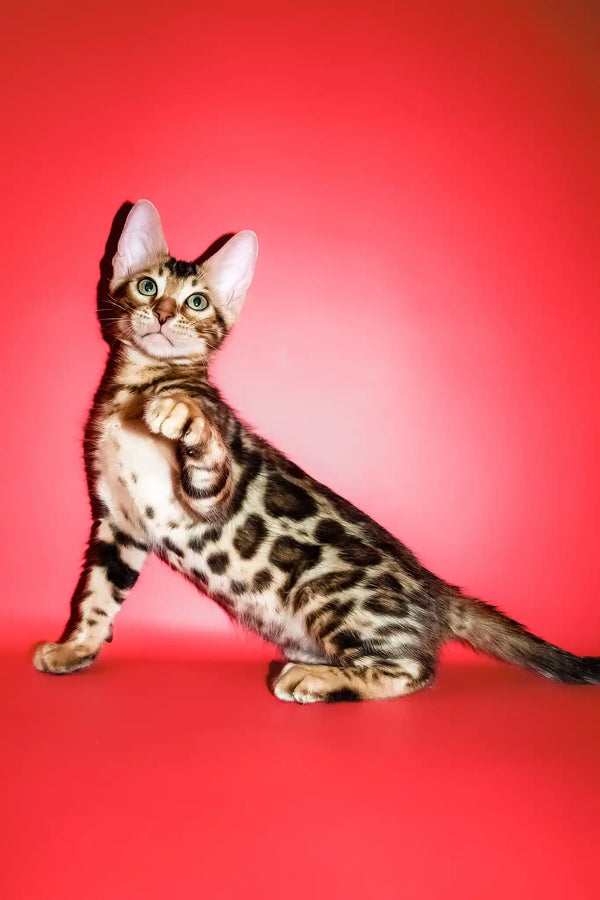 Roki | bengal kitten