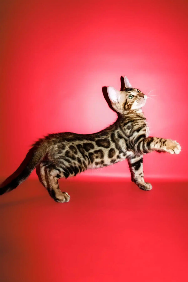 Roki | bengal kitten