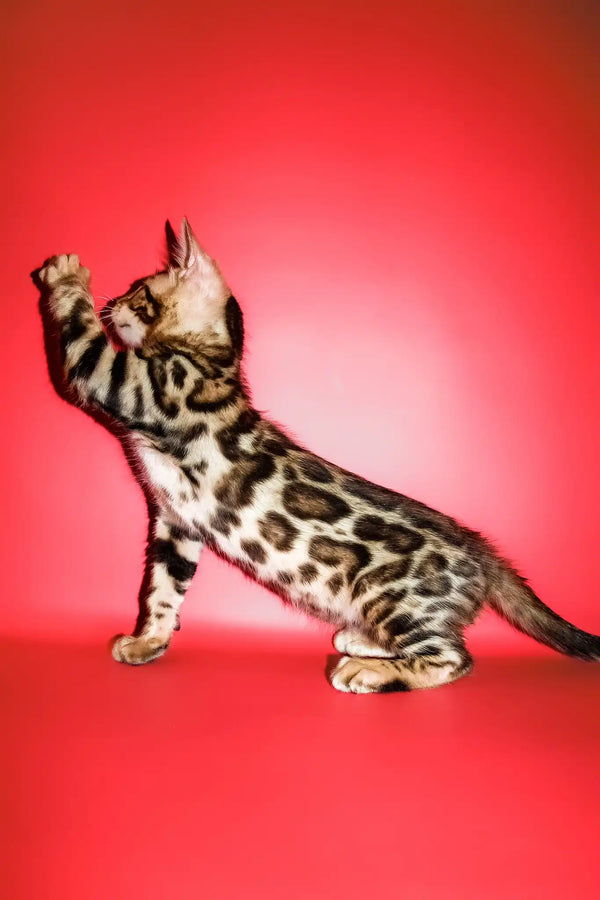 Roki | bengal kitten