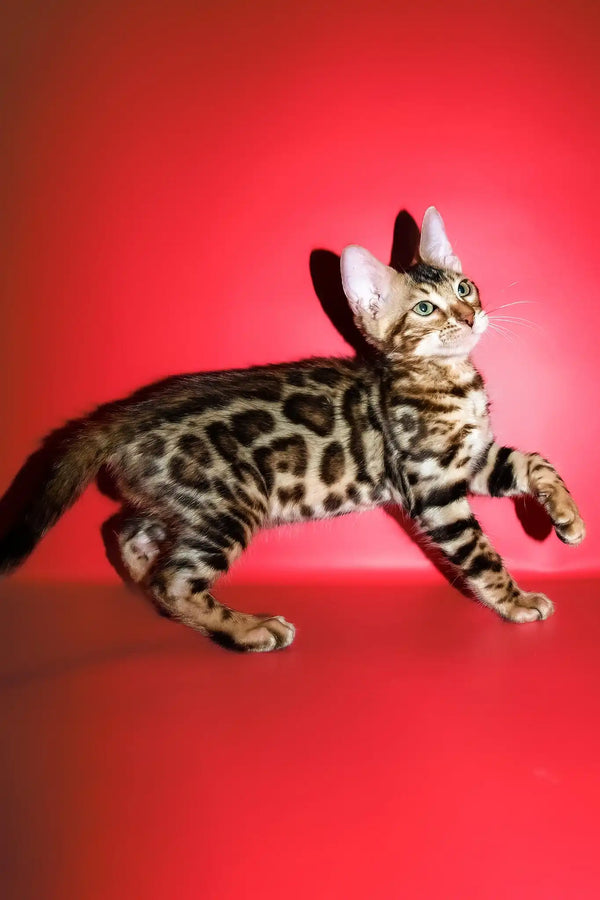 Roki | bengal kitten