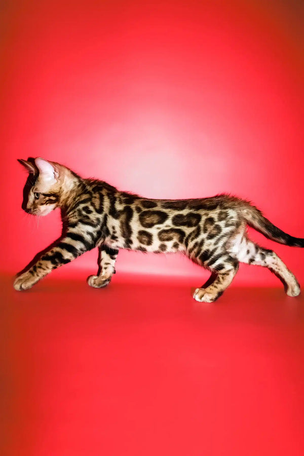 Roki | bengal kitten