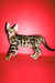 Roki | bengal kitten
