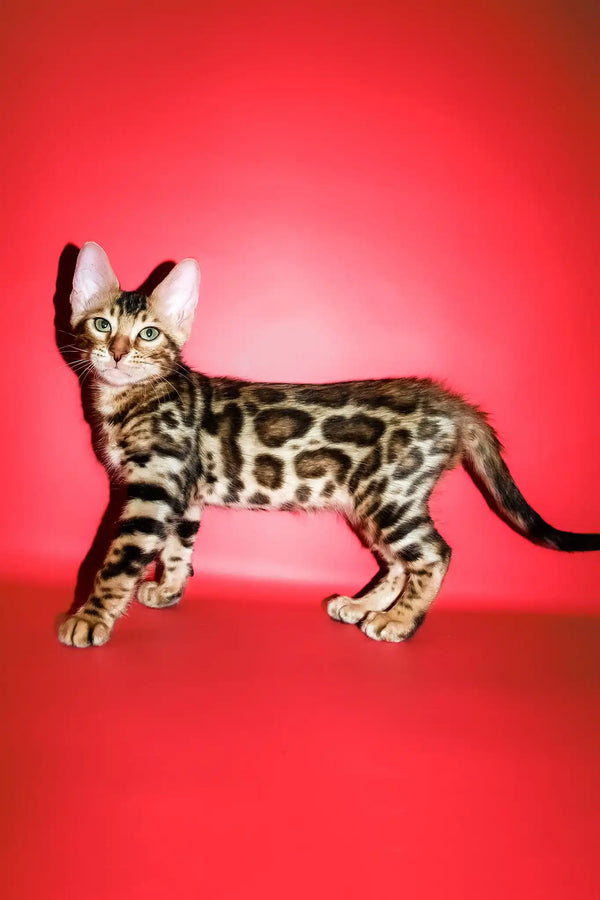 Roki | bengal kitten