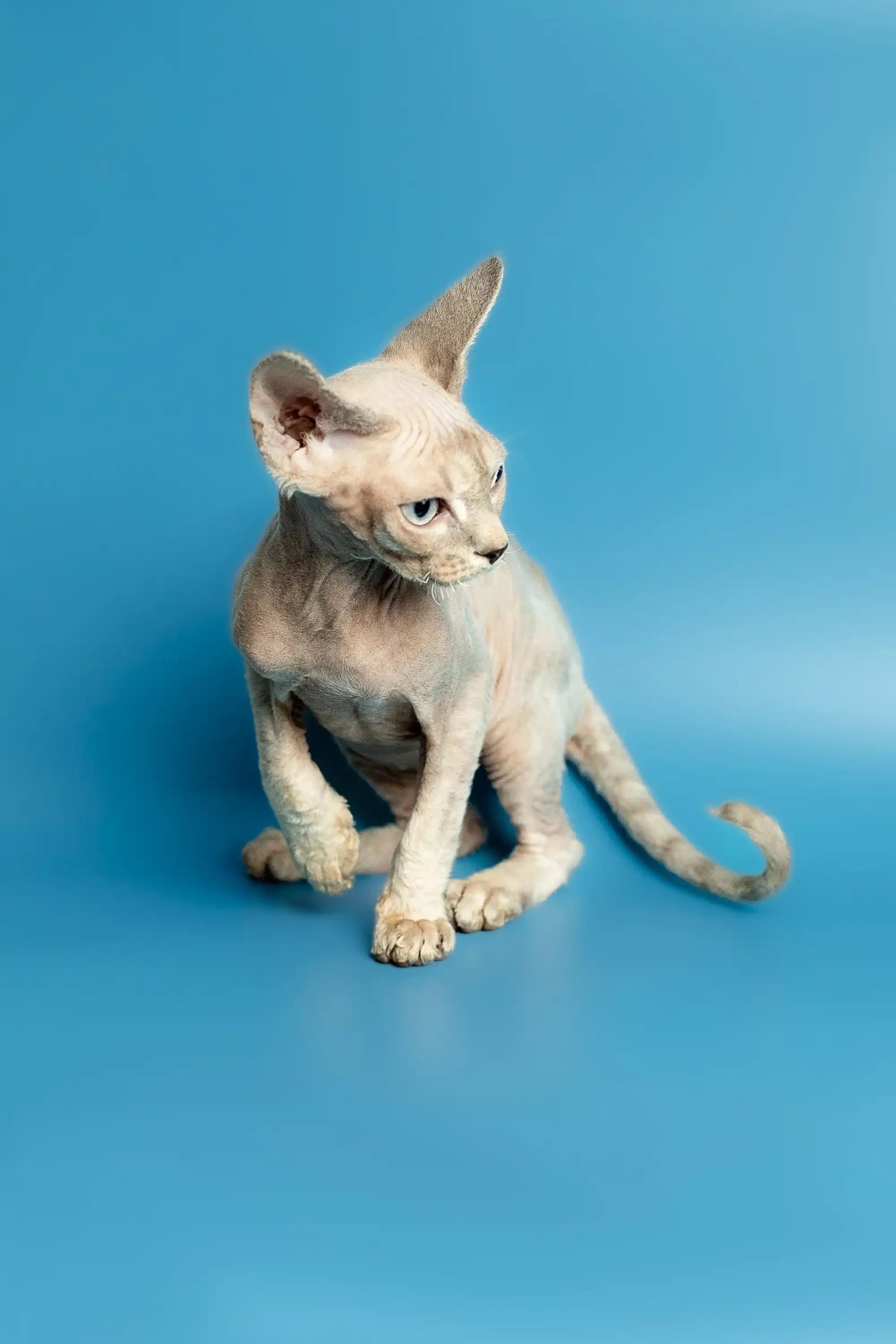 Devon Rex Kittens For Sale Roki | Kitten