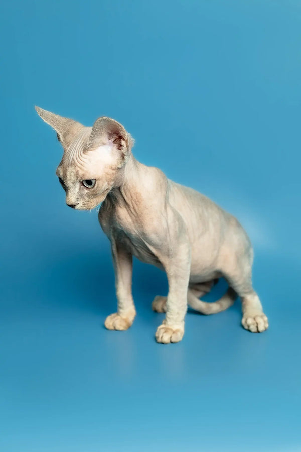 Adorable Hairless Sphynx kitten with large ears, perfect companion for a Devon Rex kitten