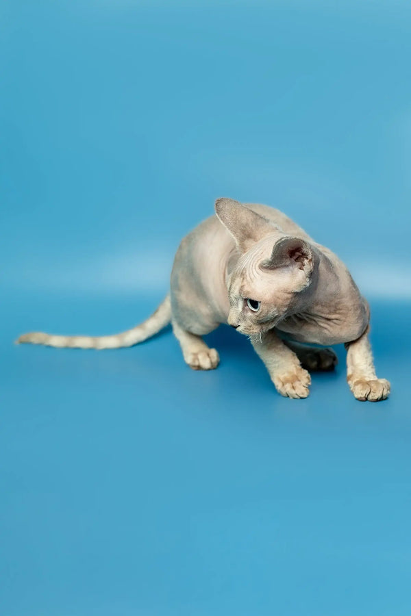 Pale hairless Devon Rex kitten relaxing on a cool blue surface