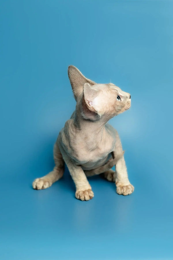 Cute Hairless Devon Rex Kitten Roki sitting with its head tilted upward