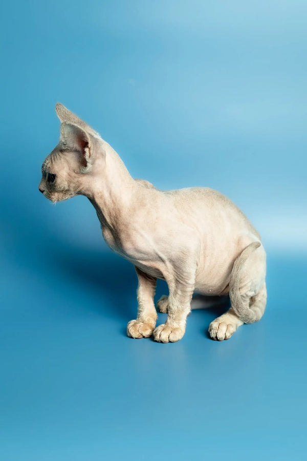 Profile view of a cute Devon Rex kitten with wrinkled skin, perfect for cat lovers