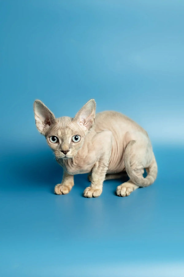 Hairless Devon Rex kitten with pale skin and stunning blue eyes named Roki