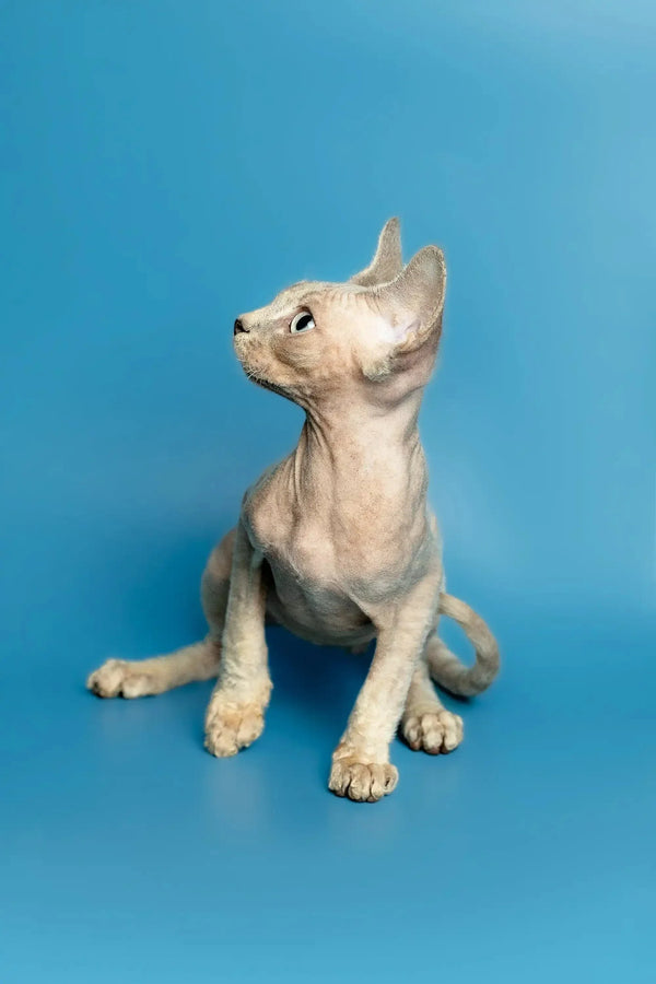 Playful Devon Rex kitten sitting upright, looking alert and adorable