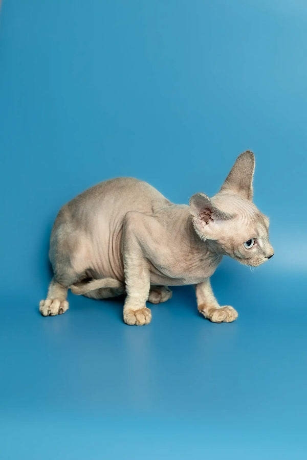 Hairless Sphynx cat crouching, perfect companion for a Devon Rex kitten lover