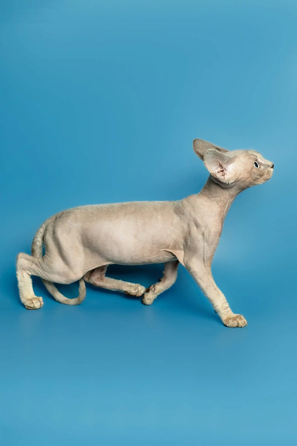 Hairless Devon Rex kitten stretching and showing off its playful side
